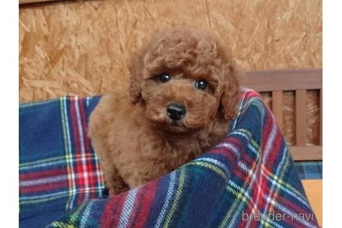 成約済の宮城県のトイプードル-142873の5枚目
